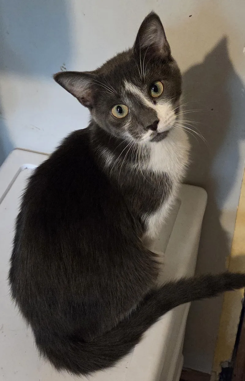 A young medium-sized male Gray & White Domestic Short Hair cat named Winny for adoption in Greensburg, PA