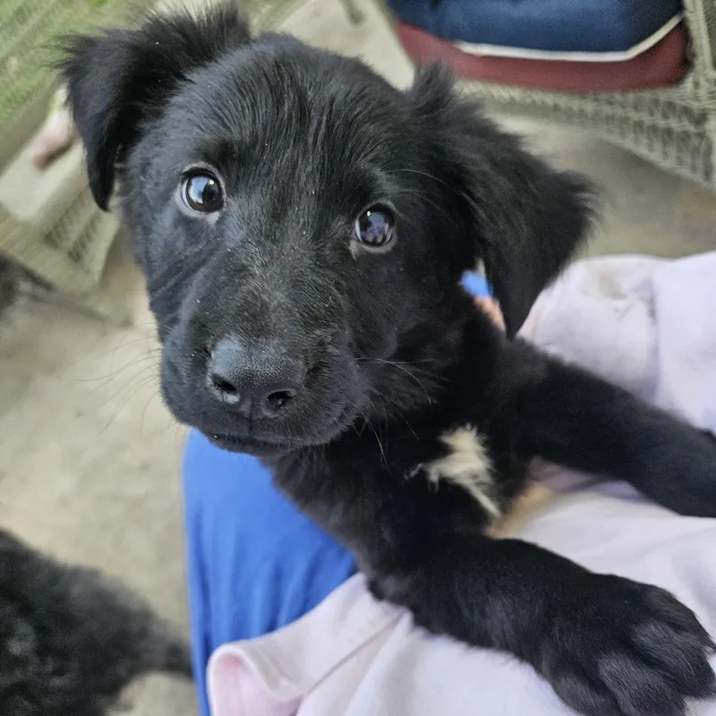A baby medium-sized male Black Mixed Breed dog named Mr. Feeney for adoption in Baldwin, MD