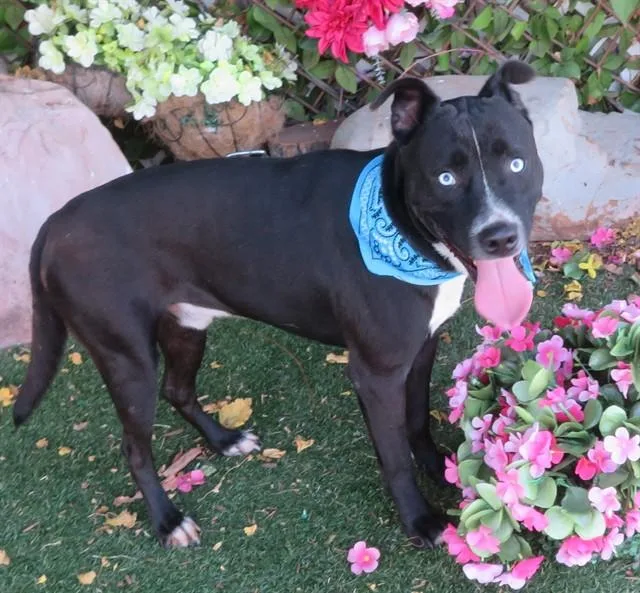 An adult large-sized male Labrador Retriever dog named Jasper for adoption in Oklahoma City, OK