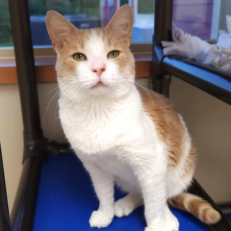 An adult medium-sized male Domestic Short Hair cat named Kevin for adoption in Marshfield, WI