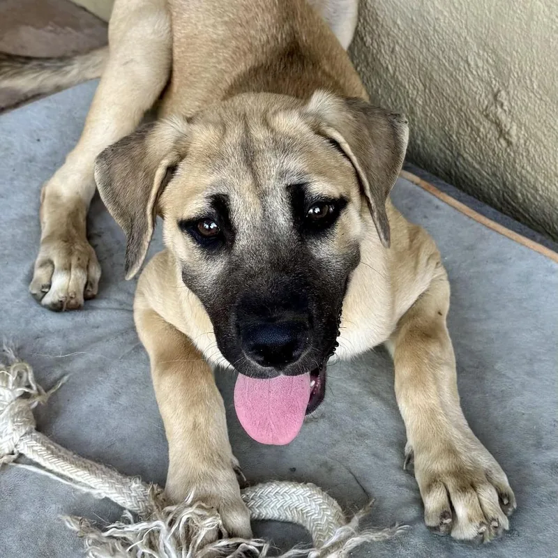 A baby medium-sized female Yellow / Tan / Blond / Fawn Anatolian Shepherd dog named Poppy for adoption in Riverside, CA