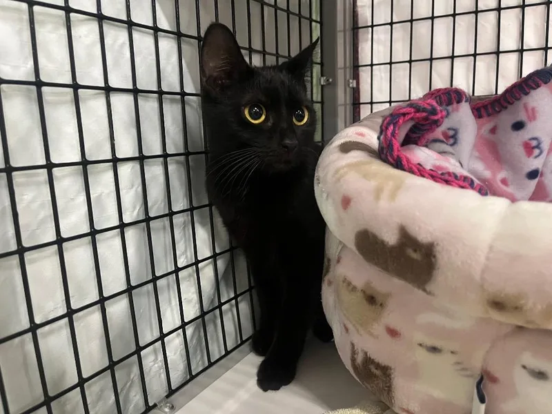 A young medium-sized female Domestic Short Hair cat named Whisper for adoption in Raleigh, NC