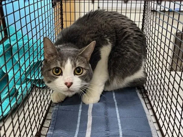 An adult small-sized female Domestic Short Hair cat named Dusty for adoption in Loveland, CO