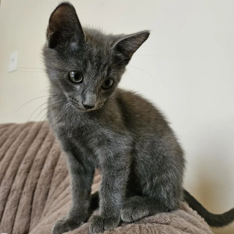 A baby small-sized male Gray / Blue / Silver Domestic Short Hair cat named Edward for adoption in South Elgin, IL