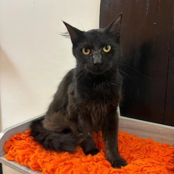 A baby medium-sized male Black Domestic Long Hair cat named Thing  At Fat for adoption in Tallahassee, FL