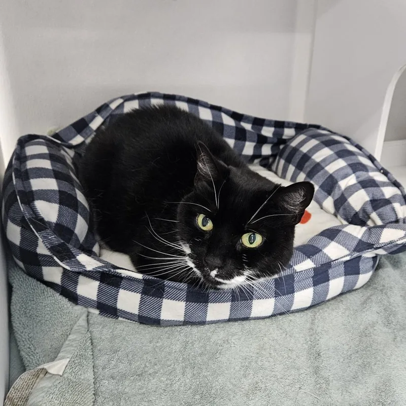 A senior small-sized female Black Domestic Short Hair cat named Foxy for adoption in Ridgely, MD