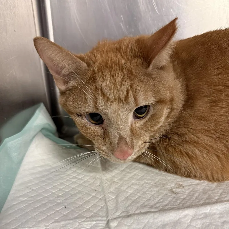 A young medium-sized male Orange / Red Domestic Short Hair cat named Tigger for adoption in Tulsa, OK