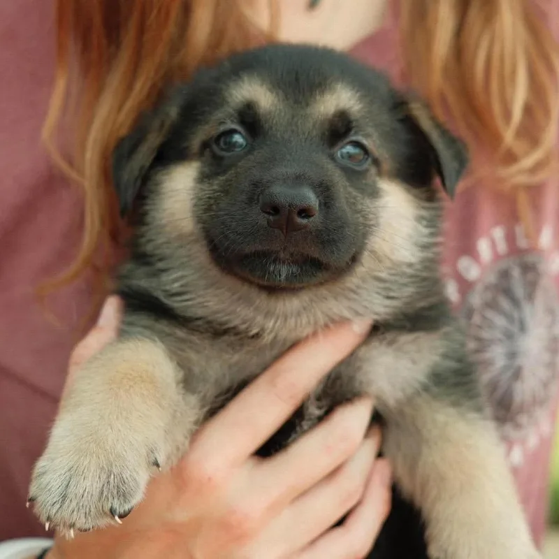 A baby small-sized female White / Cream Mixed Breed dog named Coleslaw for adoption in Buffalo, MN