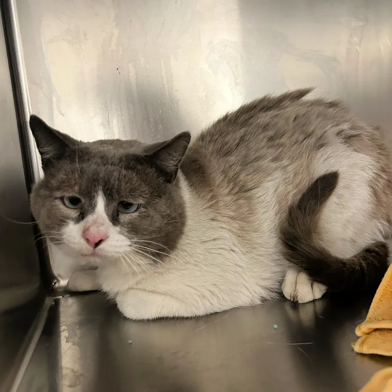 An adult large-sized male Blue Point Domestic Short Hair cat named Soup for adoption in Lindon, UT