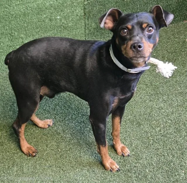 An adult medium-sized male Miniature Pinscher dog named Riddick for adoption in Lancaster, CA
