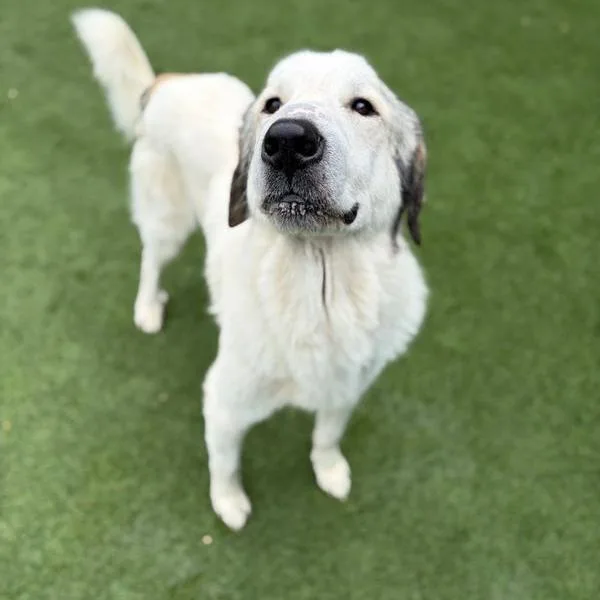 An adult large-sized male White / Cream Great Pyrenees dog named Rover for adoption in Nampa, ID