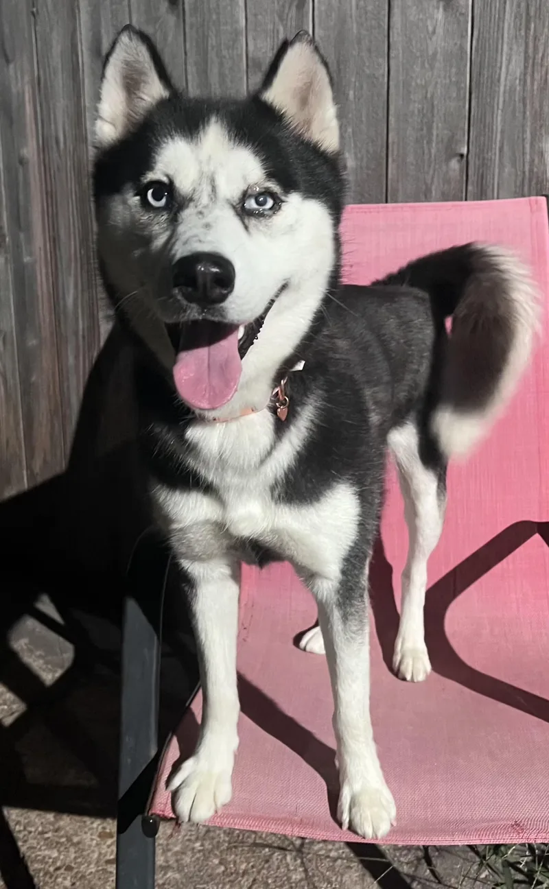 A young medium-sized female Black Siberian Husky dog named Athena for adoption in Seville, OH
