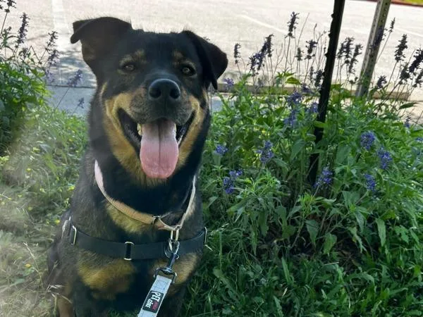 An adult extra large-sized female Rottweiler dog named Canela for adoption in Austin, TX