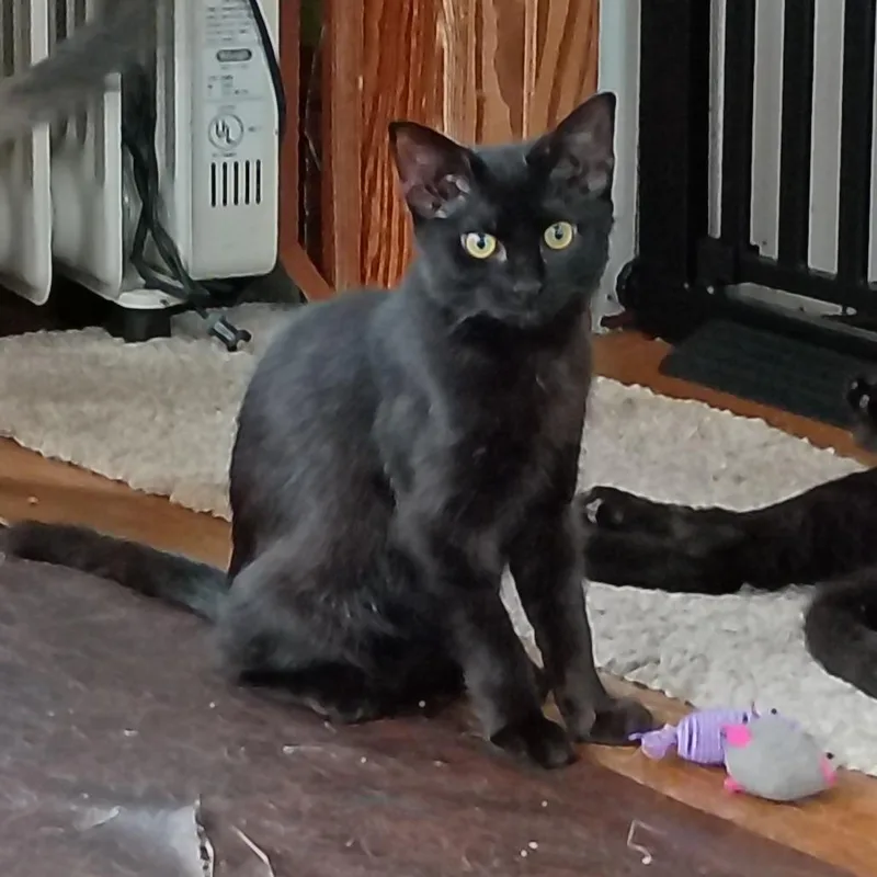 A young medium-sized female Black Domestic Short Hair cat named Winifred Sanderson for adoption in Cincinnati, OH