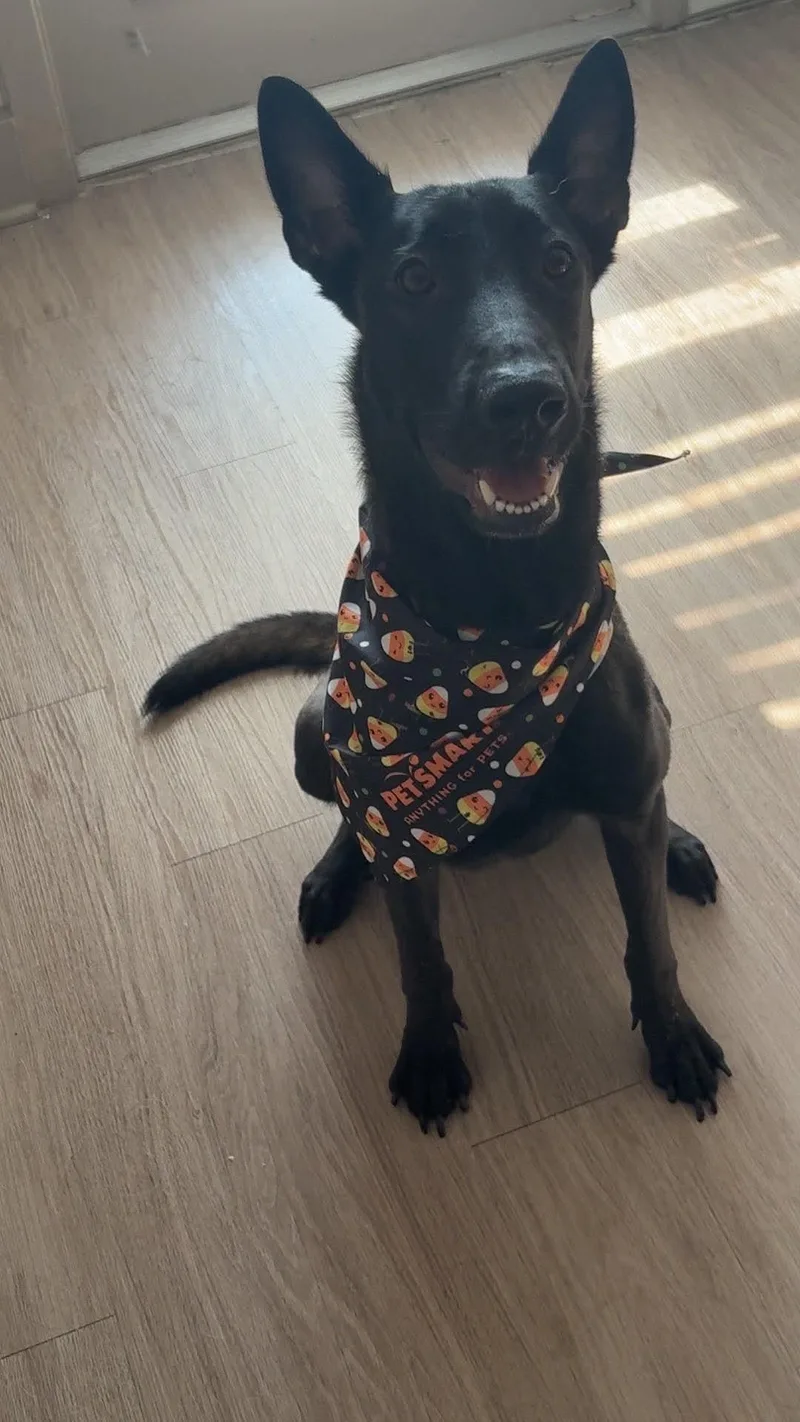 A young medium-sized female Belgian Shepherd / Malinois dog named Nami for adoption in Houston , TX