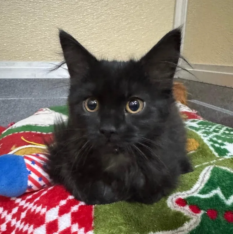 A baby medium-sized female Domestic Medium Hair cat named Jolene for adoption in Tomah, WI
