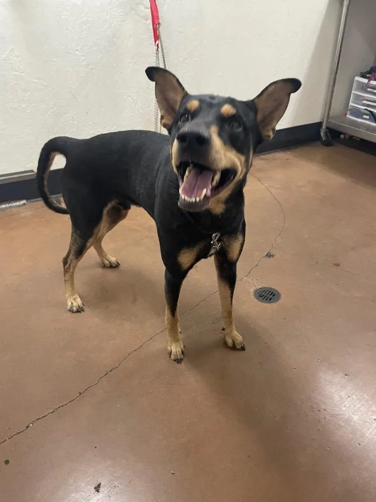 An adult large-sized male Doberman Pinscher dog named Apollo for adoption in Chico, CA