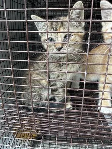A baby small-sized female Domestic Short Hair cat named Sierra for adoption in Houston, TX