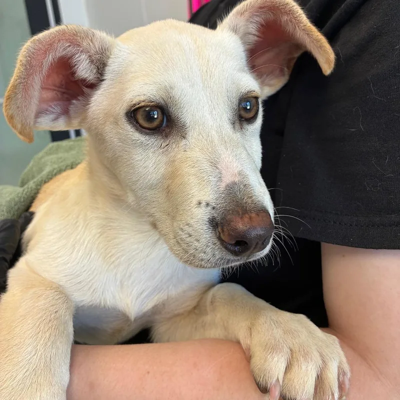 A baby small-sized male White / Cream Mixed Breed dog named Dougie for adoption in Abilene, TX