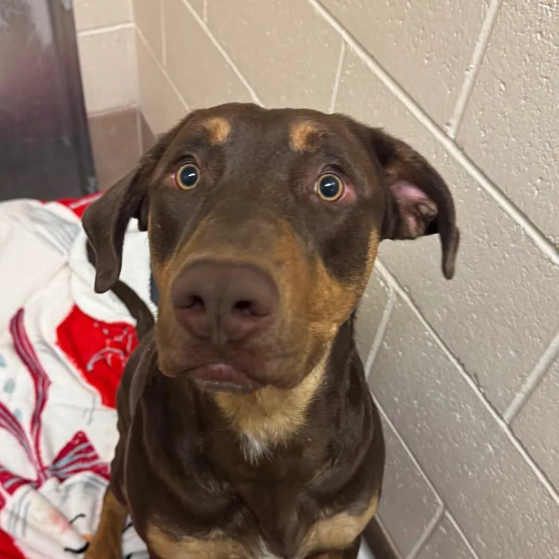 A young large-sized male Brown / Chocolate Doberman Pinscher dog named Sage for adoption in Reno, NV
