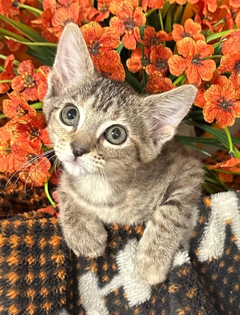 Snapdragon