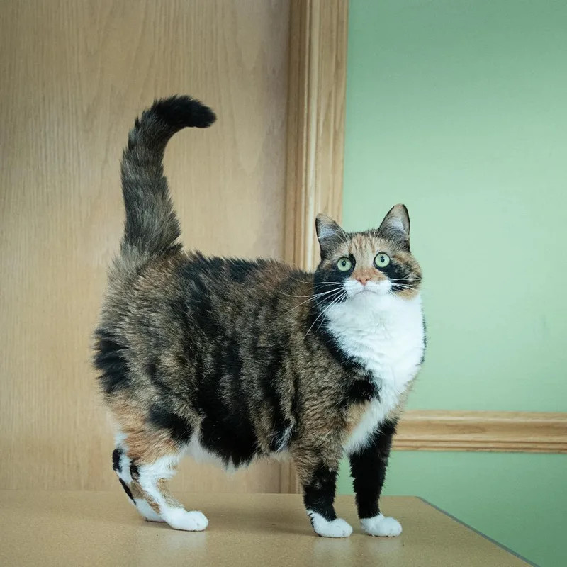 An adult medium-sized female Calico Domestic Short Hair cat named Cleo for adoption in Milan, IL