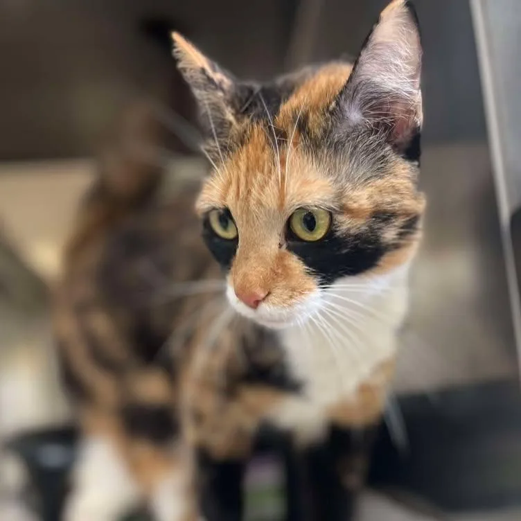 Cleo thumbnail 2