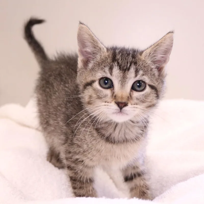 A baby small-sized female Brown / Chocolate Domestic Short Hair cat named Emerald for adoption in Rifle, CO