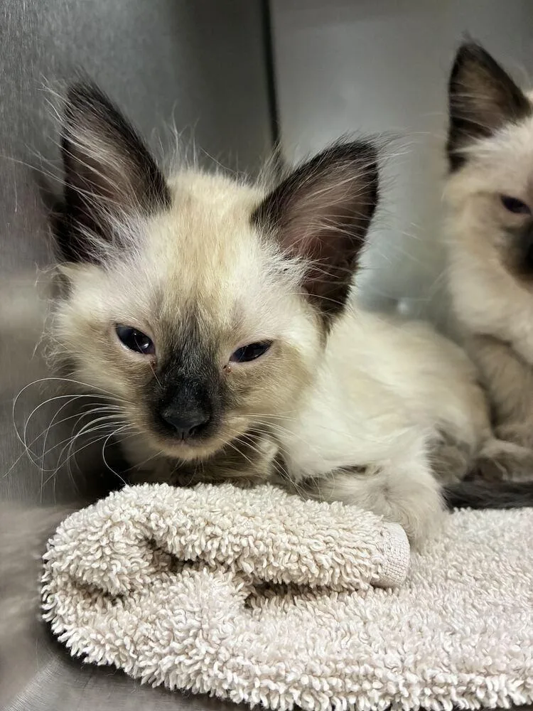 A baby small-sized female Siamese cat named Sale for adoption in Marietta, GA