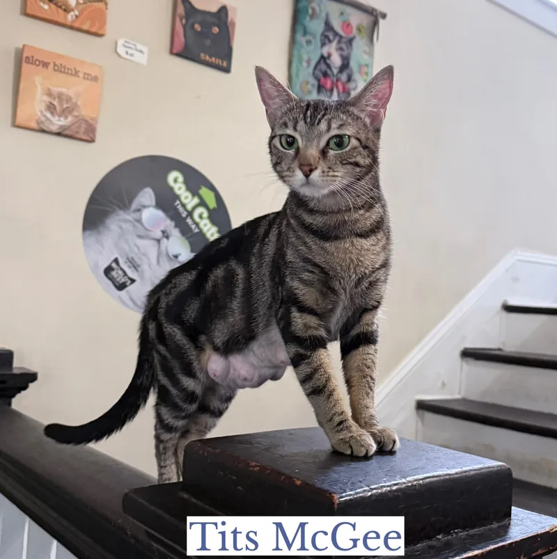Tits Mcgee