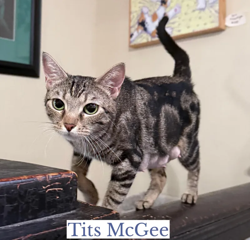 Tits Mcgee thumbnail 2