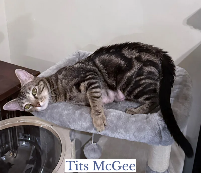 Tits Mcgee thumbnail 3