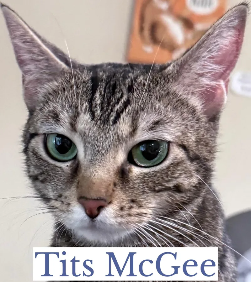 Tits Mcgee thumbnail 4