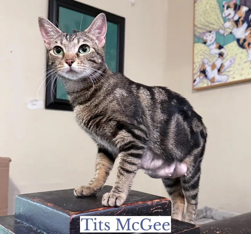 Tits Mcgee thumbnail 5