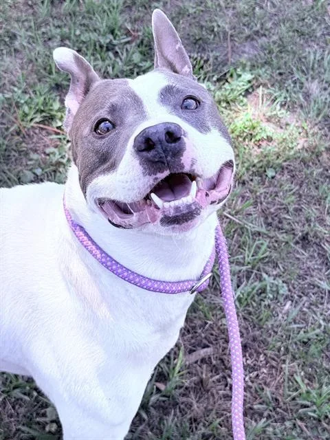 An adult medium-sized male Mixed Breed dog named Prince Ababwa for adoption in Fort Walton Beach, FL