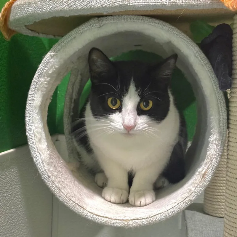 A young medium-sized female White Domestic Short Hair cat named Cat Meow for adoption in Kyle, TX