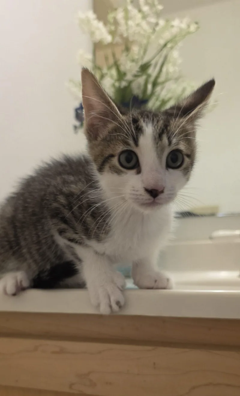 A young small-sized female American Shorthair cat named Mabel for adoption in Seven Valleys, PA