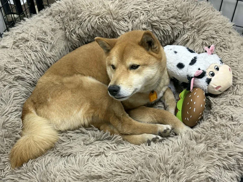 An adult medium-sized male Shiba Inu dog named Skor for adoption in Mukwonago, WI