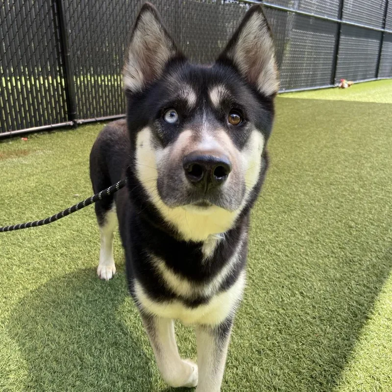 Nala thumbnail 2