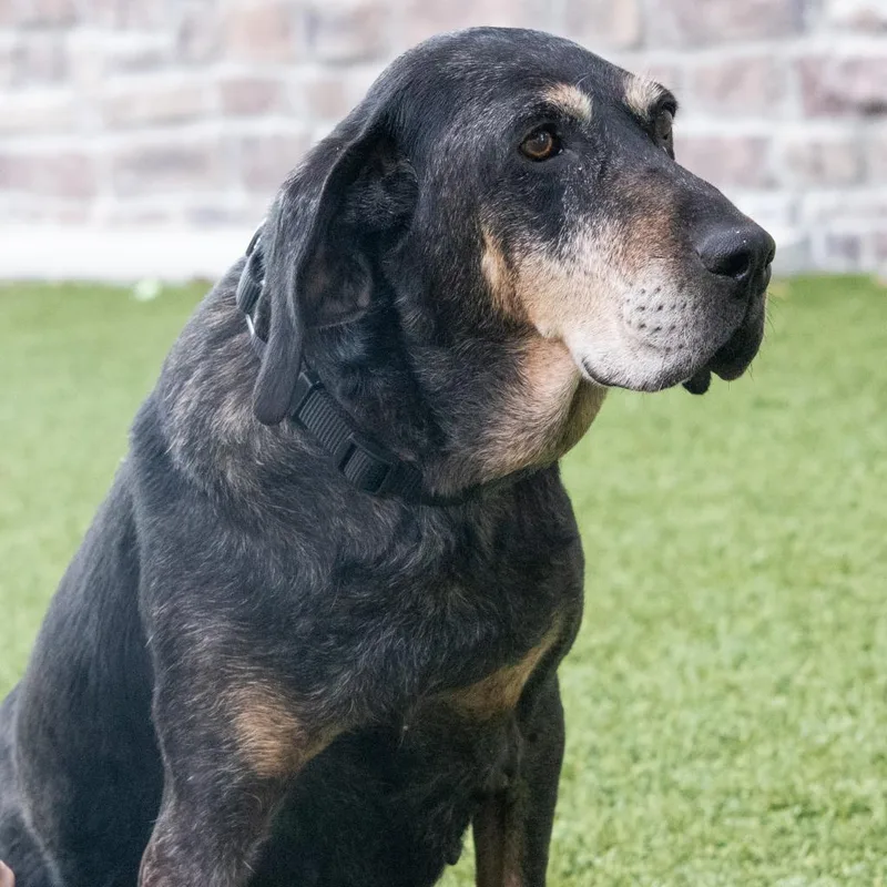 A senior medium-sized female Black Mixed Breed dog named Dottie for adoption in Washington Township, OH