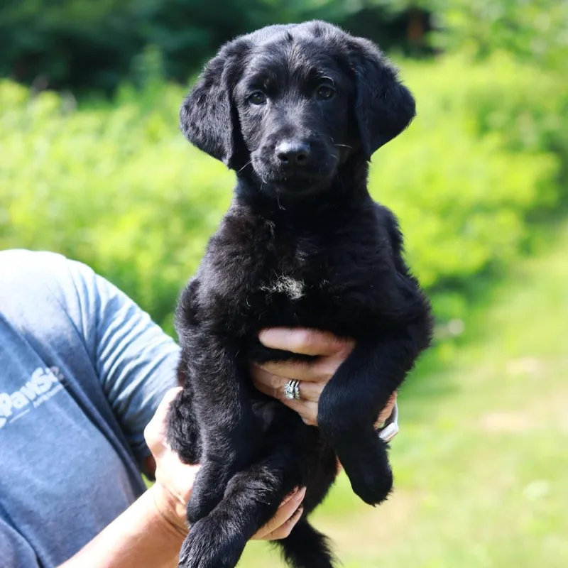 A baby medium-sized male Black Labrador Retriever dog named CT Stinger avail Jul for adoption in Eastford, CT