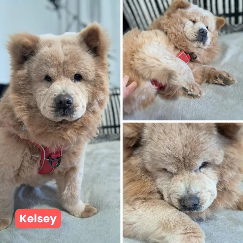 Kelsey Fkaelsa thumbnail 2