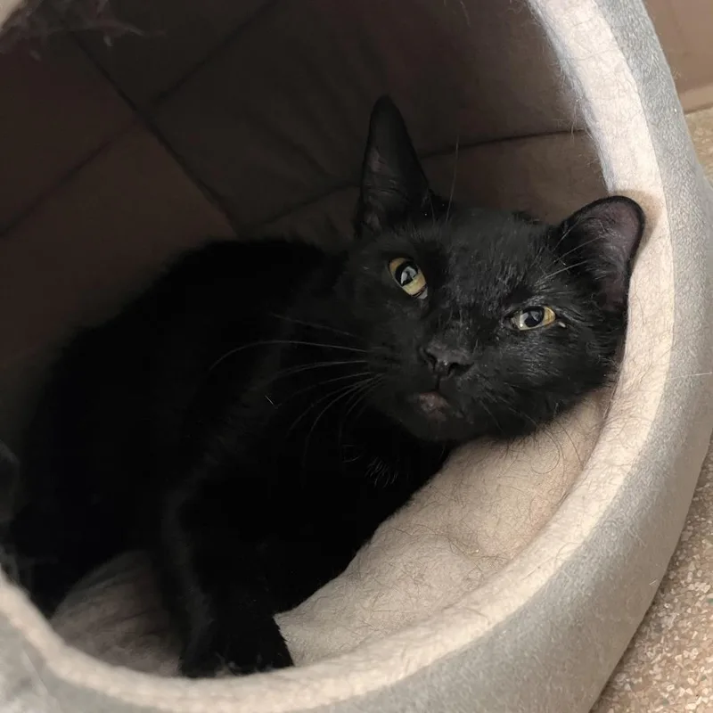 An adult medium-sized female Black Domestic Short Hair cat named Lana for adoption in Salisbury, MA