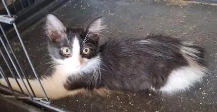 A baby medium-sized female Black & White / Tuxedo Domestic Medium Hair cat named Hudson for adoption in Phoenix, AZ