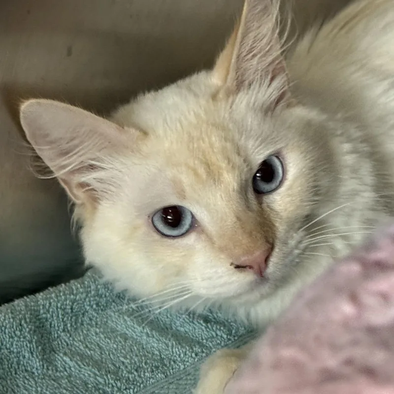 An adult medium-sized male Cream / Ivory Domestic Medium Hair cat named Shawn for adoption in Fresno, CA
