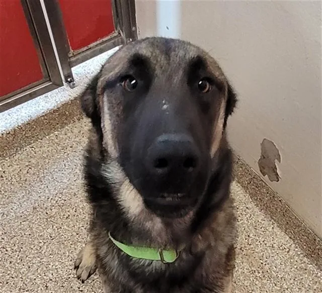 A young large-sized male German Shepherd Dog dog named Mushroom for adoption in Tucson, AZ