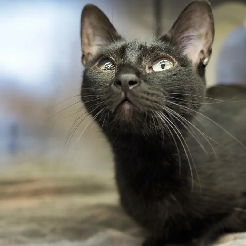 An adult medium-sized female Black Domestic Short Hair cat named Boop for adoption in Austin, TX