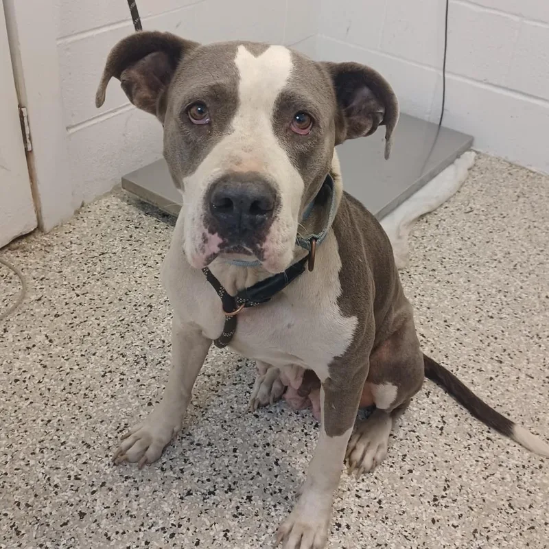 An adult large-sized female American Bulldog dog named Chica for adoption in Hattiesburg, MS