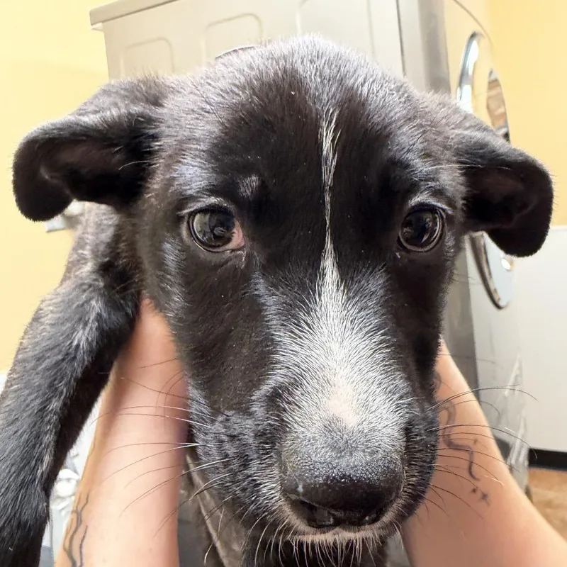 A baby small-sized female Black Mixed Breed dog named FWT Oreo for adoption in Midland, TX
