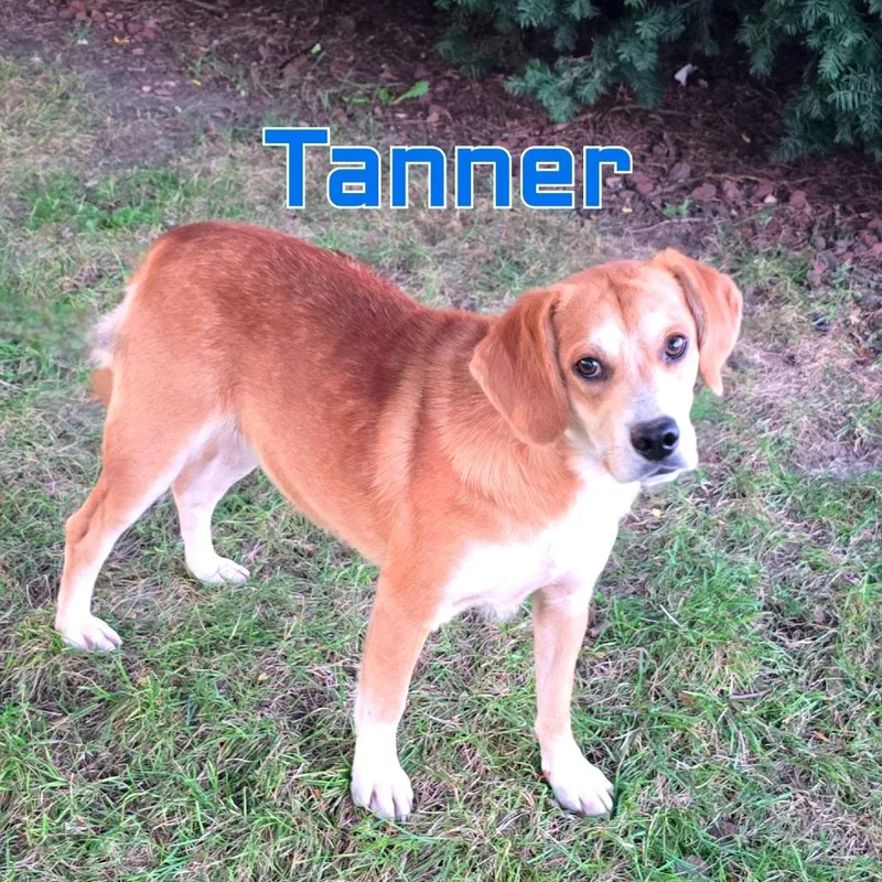 An adult medium-sized male Mixed Breed dog named Tanner for adoption in Joliet, IL